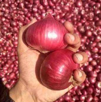 Mumbai, Wholesale Products, Red Onion Suppliers In Nashik