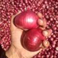 Red Onion Suppliers In Nashik