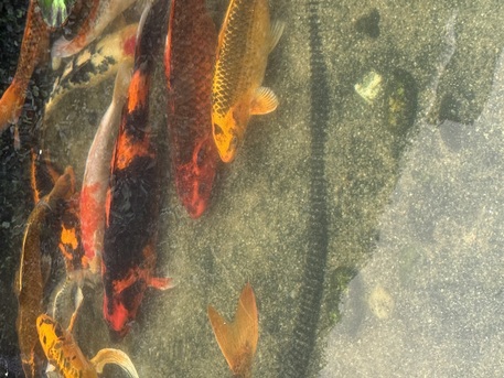 Al Nakheel, Pet Supplies, SAR 1000,  Large Koi Fish For Sale