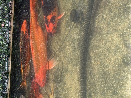 Al Nakheel, Pet Supplies, SAR 1000,  Large Koi Fish For Sale