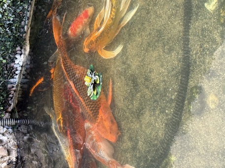 Al Nakheel, Pet Supplies, SAR 1000,  Large Koi Fish For Sale