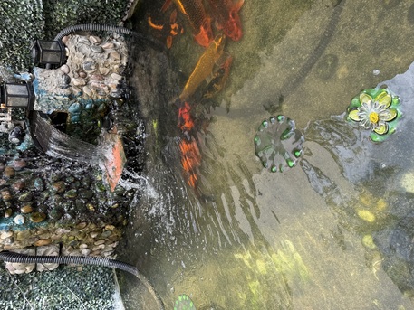 Al Nakheel, Pet Supplies, SAR 1000,  Large Koi Fish For Sale