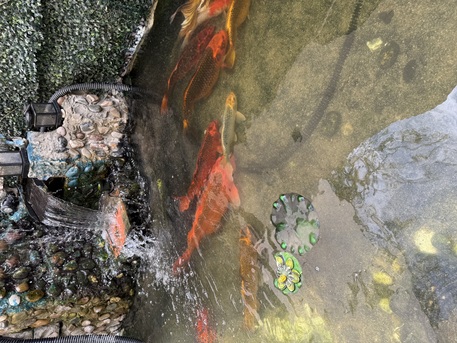 Al Nakheel, Pet Supplies, SAR 1000,  Large Koi Fish For Sale