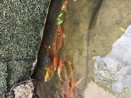 Al Nakheel, Pet Supplies, SAR 1000,  Large Koi Fish For Sale