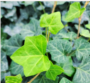 New York, Farm/Garden, Premium Bare Root Trees For Sale - Easy Planting & Healthy Growth