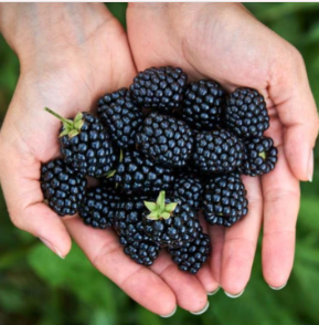 New York, Farm/Garden, Premium Bare Root Trees For Sale - Easy Planting & Healthy Growth