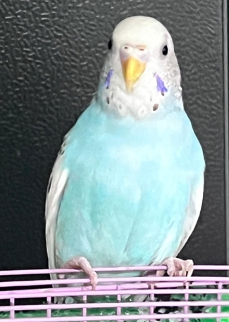 Khobar, Pet Supplies, SAR 50,  Budgies