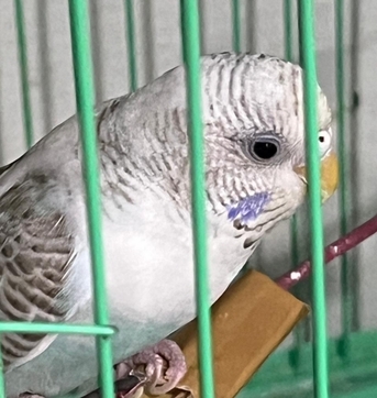 Khobar, Pet Supplies, SAR 50,  50 SAR Budgies Each
