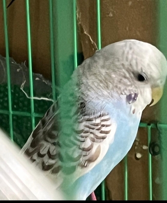 Khobar, Pet Supplies, SAR 50,  50 SAR Budgies Each