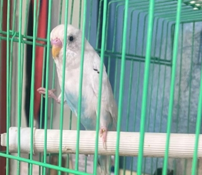 Khobar, Pet Supplies, SAR 50,  50 SAR Budgies Each