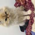 Beautiful Persian Female Cat For Adoption