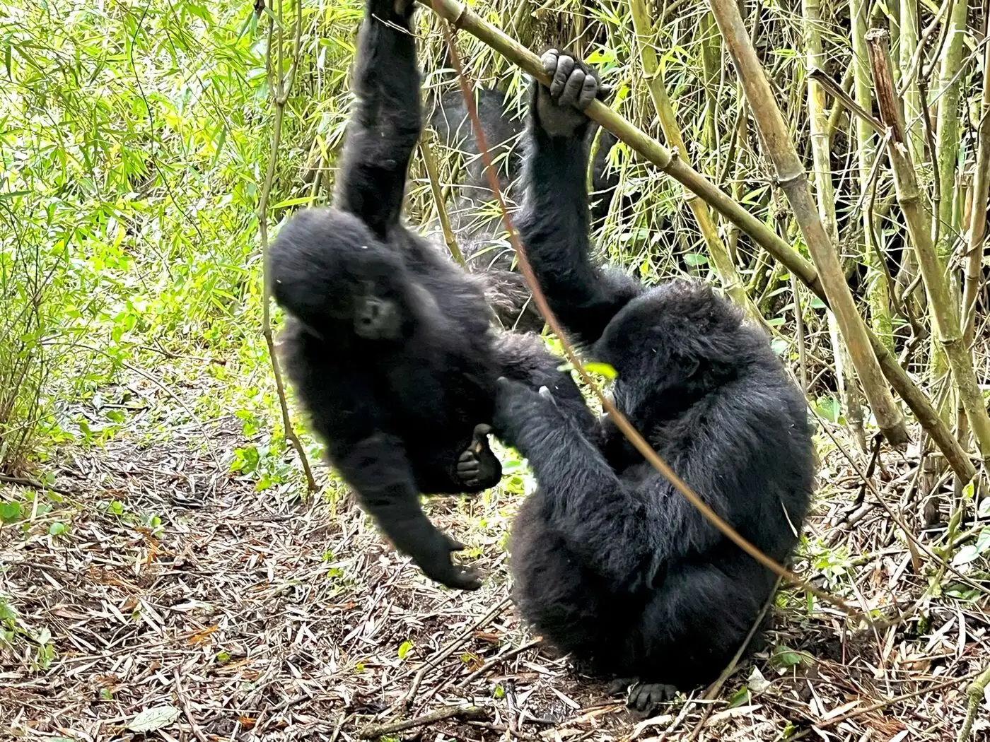 Toronto, Travel, Rwanda: Gorillas, Chimps & Big 5 &ndash; Small Group Senior & Solo Travel