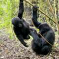 Rwanda: Gorillas, Chimps & Big 5 &ndash; Small Group Senior & Solo Travel
