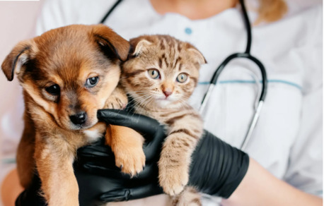 New York, Medical, Trusted Veterinary Medical Center In California For Pets