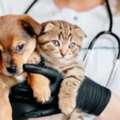 Trusted Veterinary Medical Center In California For Pets