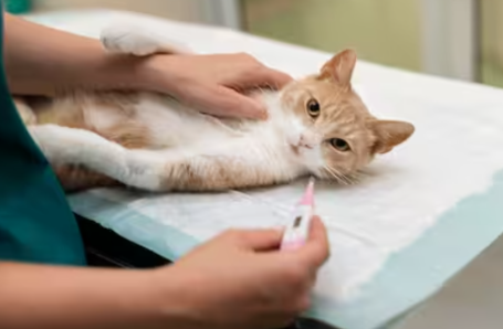 New York, Medical, Trusted Veterinary Hospital In Galt For Pet Care
