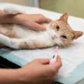 Trusted Veterinary Hospital In Galt For Pet Care