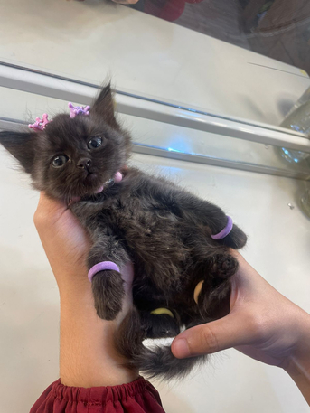 Dammam, Farm & Garden, SAR 200,  Persian Kitten For Sale