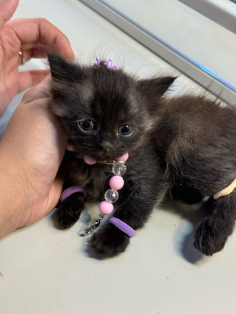 Dammam, Farm & Garden, SAR 200,  Persian Kitten For Sale