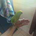 SAR 1,  Green Talking Parrot
