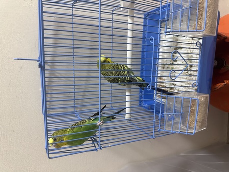 Al Khobar Al Shamalia, Pet Supplies, SAR 150,  Buggies Pair With Cage