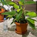 SAR 450600350,  Rare Imported Plants & Designer Ceramic Pots &ndash; Yanbu