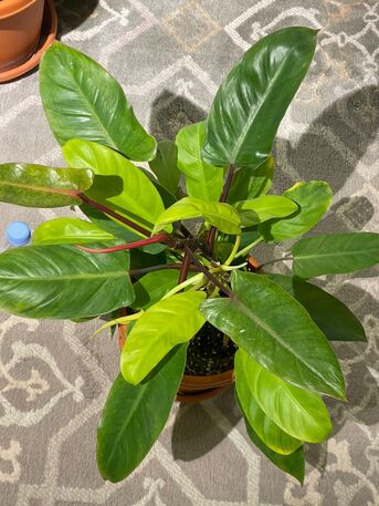 Yanbu, Household Items, SAR 1,  Rare Imported Plants & Designer Ceramic Pots &ndash; Yanbu