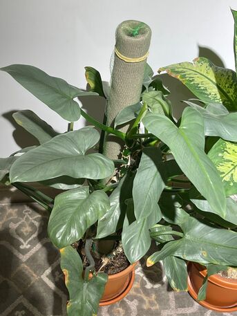 Yanbu, Household Items, SAR 1,  Rare Imported Plants & Designer Ceramic Pots &ndash; Yanbu