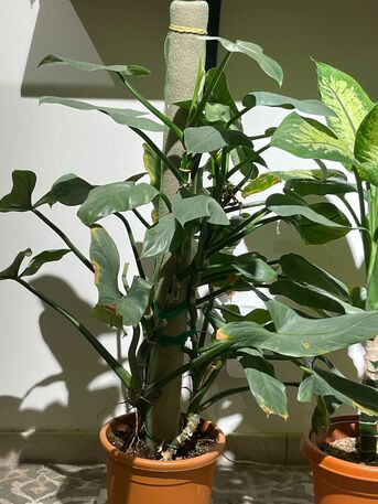 Yanbu, Household Items, SAR 1,  Rare Imported Plants & Designer Ceramic Pots &ndash; Yanbu