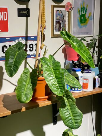 Yanbu, Household Items, SAR 1,  Rare Imported Plants & Designer Ceramic Pots &ndash; Yanbu