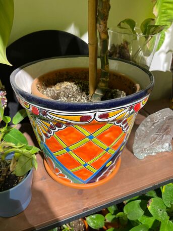 Yanbu, Household Items, SAR 1,  Rare Imported Plants & Designer Ceramic Pots &ndash; Yanbu