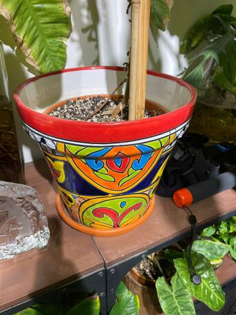 Yanbu, Household Items, SAR 1,  Rare Imported Plants & Designer Ceramic Pots &ndash; Yanbu