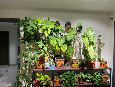 Yanbu, Household Items, SAR 1,  Rare Imported Plants & Designer Ceramic Pots &ndash; Yanbu