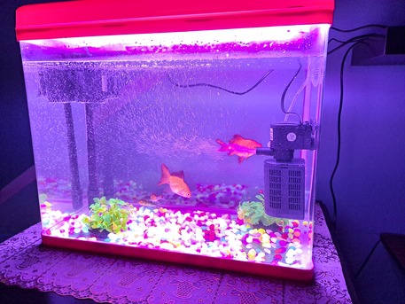 Khobar, Pet Supplies, SAR 250,  Aquarium Medium Size - 15 Gallon