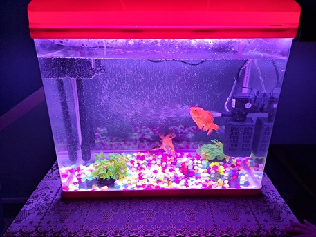 Khobar, Pet Supplies, SAR 250,  Aquarium Medium Size - 15 Gallon