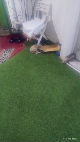 Khobar, Pet Adoption, Urgent Help Needed. A Small Stray Puppy Sitting Outside Mosque In Khobar Shamaliya.