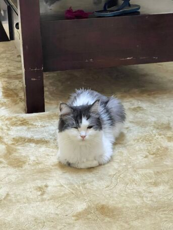 Al Shatea Al Sharqi, Pet Supplies, 🐱 Cat & Kitten For Adoption 🐾