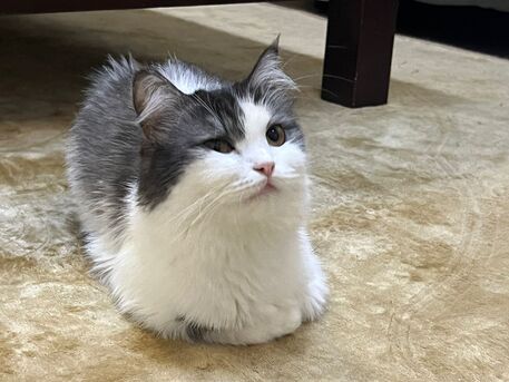 Al Shatea Al Sharqi, Pet Supplies, 🐱 Cat & Kitten For Adoption 🐾