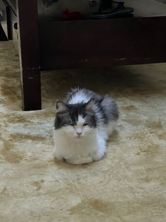 Al Shatea Al Sharqi, Pet Supplies, 🐱 Cat & Kitten For Adoption 🐾