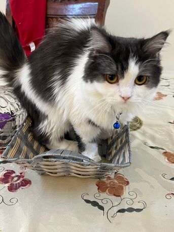 Al Shatea Al Sharqi, Pet Supplies, 🐱 Cat & Kitten For Adoption 🐾