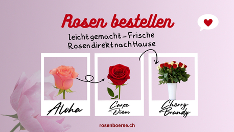 Geneva, Farm & Garden, CHF 5,  Rosen Bestellen Leicht Gemacht &ndash; Frische Rosen Direkt Nach Hause