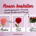 CHF 5, Rosen Bestellen Leicht Gemacht – Frische Rosen Direkt Nach Hause