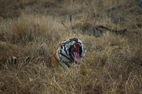 London, Travel, Tiger Safari India