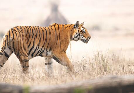 London, Travel, Tiger Safari India