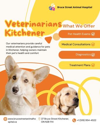 Toronto, Medical, Veterinarians Kitchener &ndash; Trusted Pet Care At Bruce Street Animal Hospital