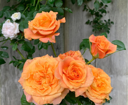 New York, Farm & Garden, USD 55,  Sunbelt&reg; Crazy Love