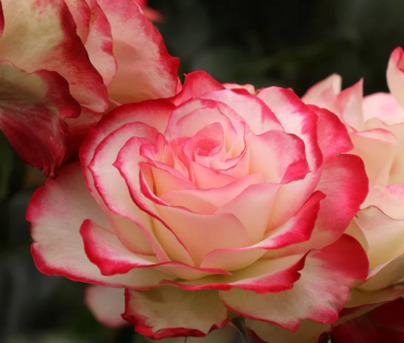 New York, Farm & Garden, USD 53,  Cherry Parfait