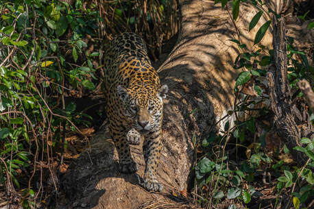 Mumbai, Travel, Pantanal And Cerrado Wildlife Tour | Pantanal Jaguars And Birds Tour