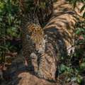 Pantanal And Cerrado Wildlife Tour | Pantanal Jaguars And Birds Tour
