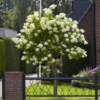 New York, Farm & Garden, USD 89,  Limelight Hydrangea Beautiful Flowering Shrub For Home Gardens